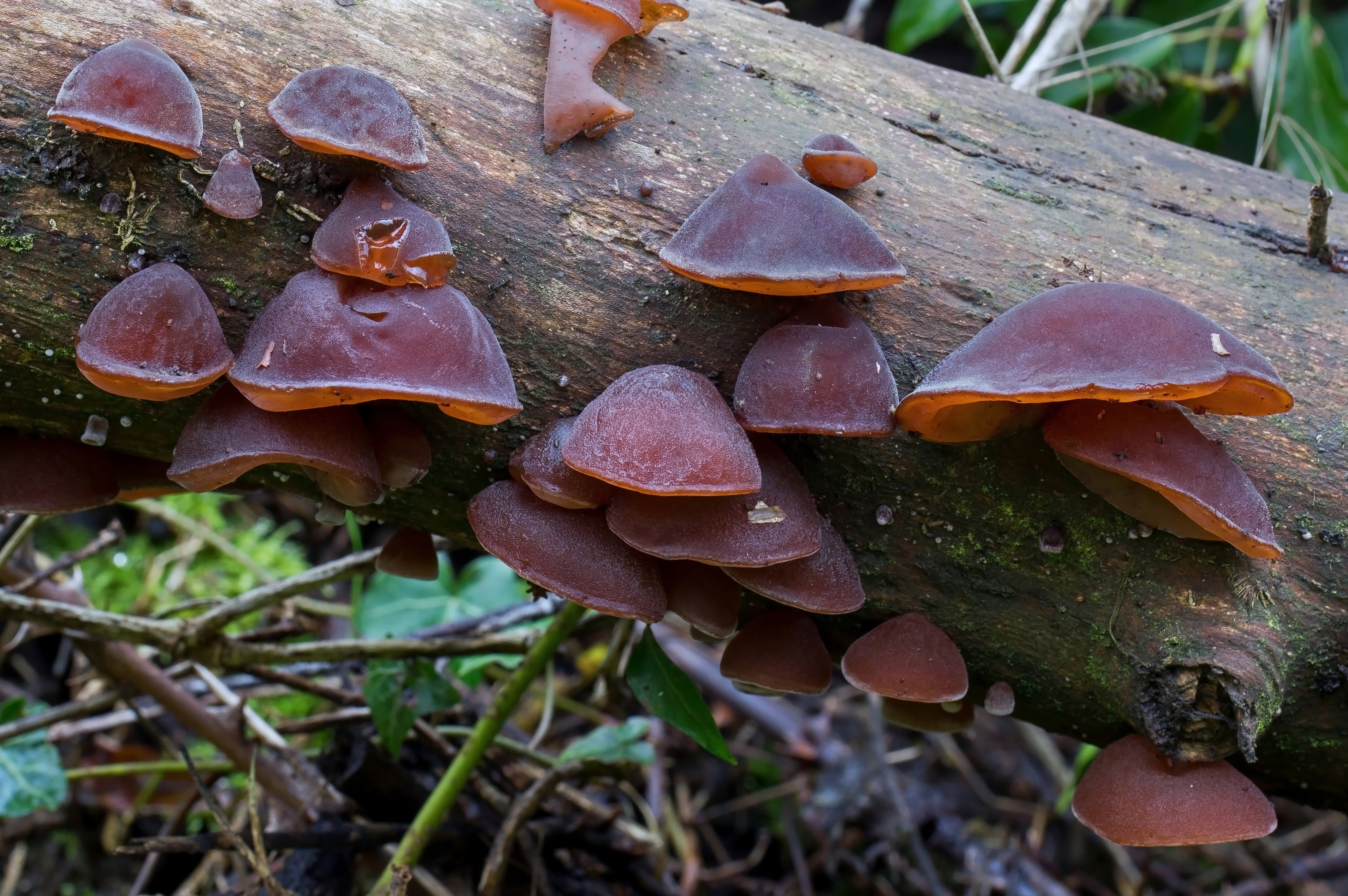 Jelly Ear Fungus